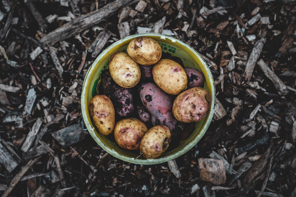 Alimentos saciantes: la patata cocida, uno de los alimentos más saciantes