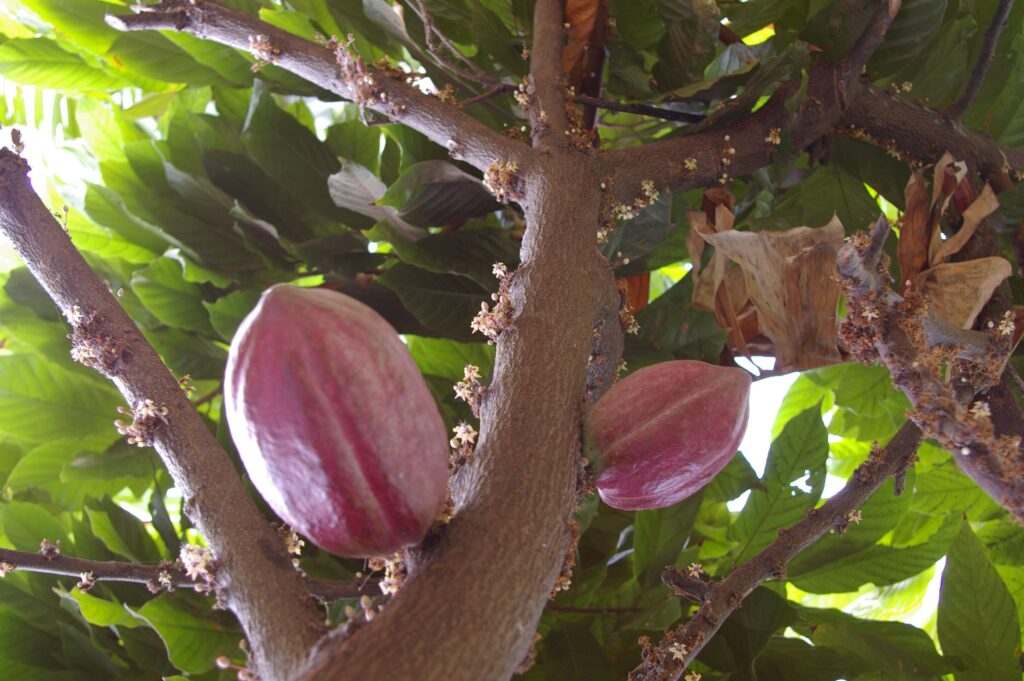 Día Internacional del Cacao