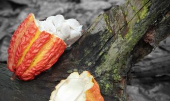 ¿De dónde se extrae el cacao?