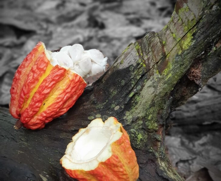 ¿De dónde se extrae el cacao?