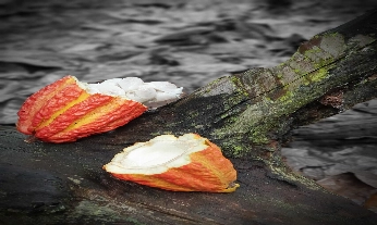 ¿De dónde se extrae el cacao?