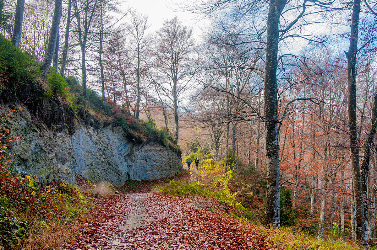 Fageda de la Grevolosa Mejores bosques para visitar en otoño