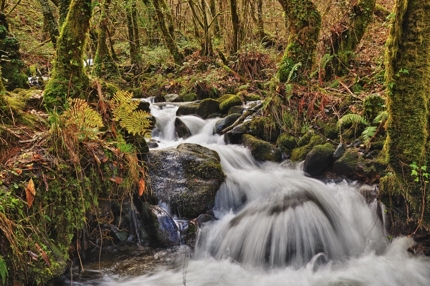 Fragas do Eume, en Galicia