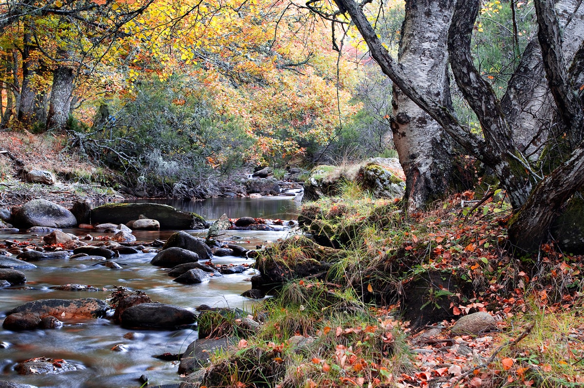 Hayedo de Montejo: uno de los mejores bosques para visitar en otoño