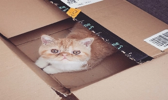Beneficios mascota gato
