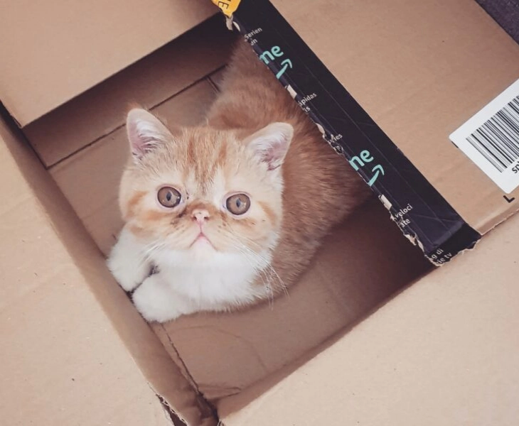 Beneficios mascota gato