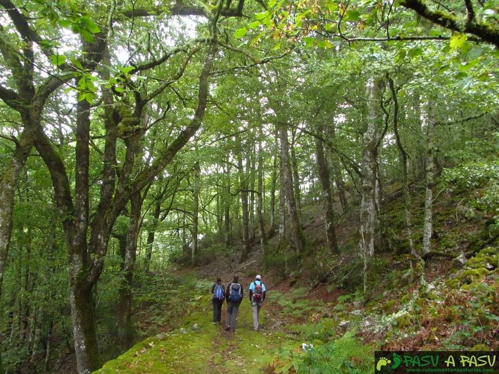 Reserva natural integral de Muniellos: mejores bosques para visitar en otoño