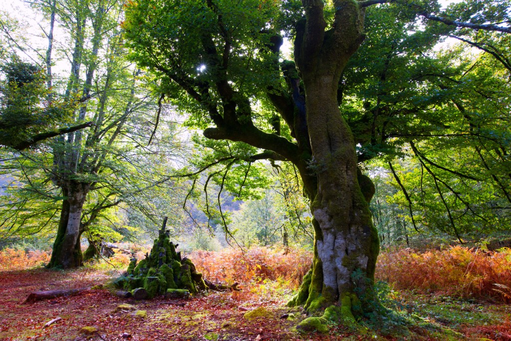 La selva de Irati, en Navarra