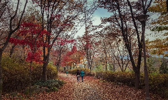 Bosques más bonitos en otoño