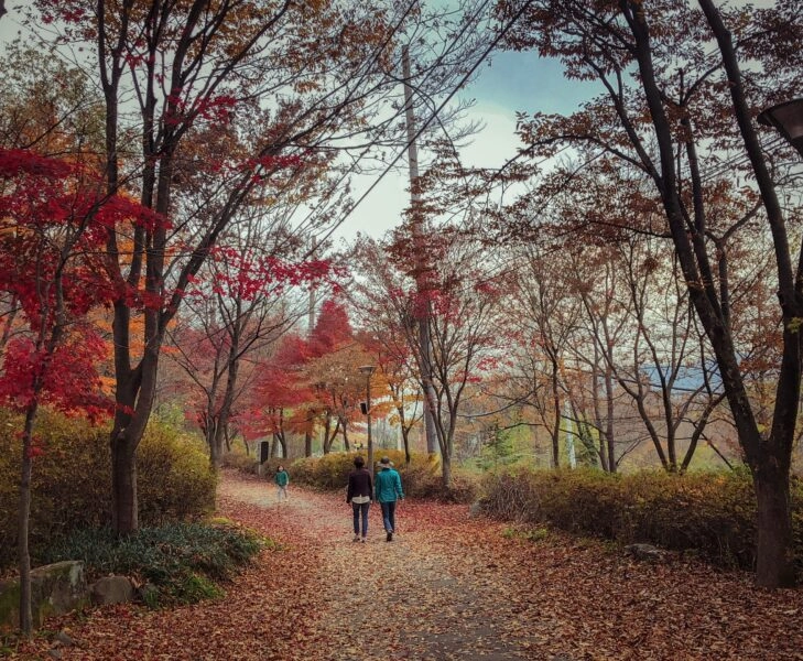 Bosques más bonitos en otoño