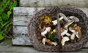 Setas. Imagen de Karin Kloosterman vía @Unsplash