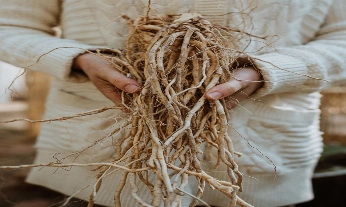 Conoce la ashwagandha y todo lo que puede hacer por tú estrés