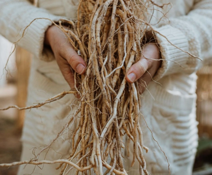 Conoce la ashwagandha y todo lo que puede hacer por tú estrés