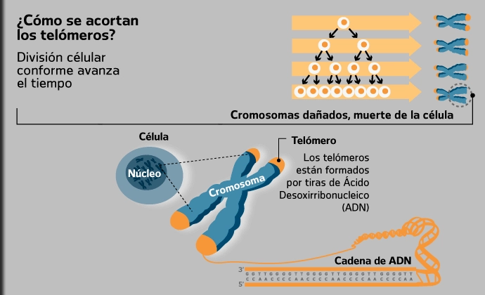 Telómeros: Cómo ralentizar el envejecimiento