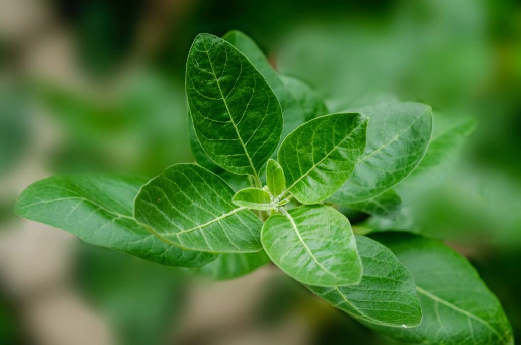 Conoce la ashwagandha y todo lo que puede hacer por tú estrés