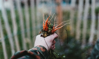 Fitoquímicos para qué sirven