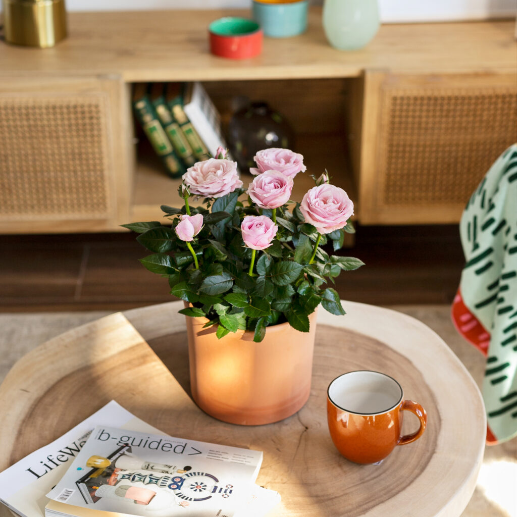 Planta con rosas rosas en una maceta de color tierra, dentro de un salón