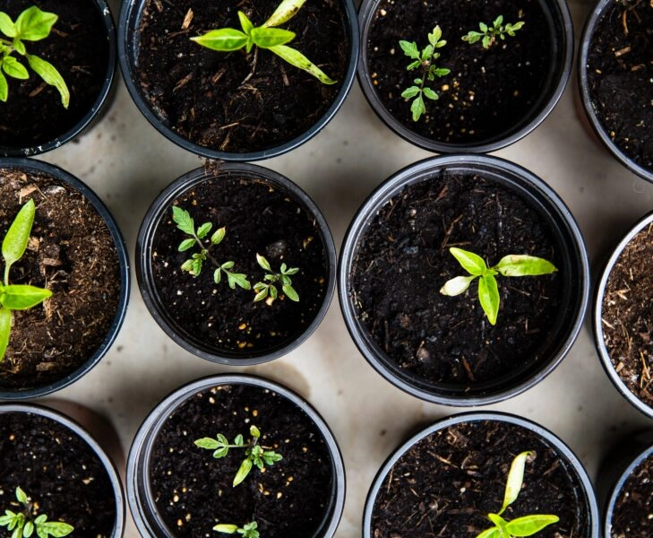 Plantas pequeñas elaboradas con compost casero