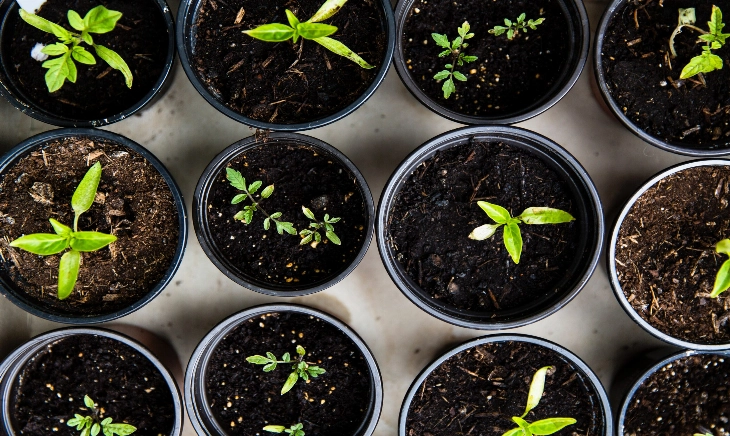 Plantas pequeñas elaboradas con compost casero