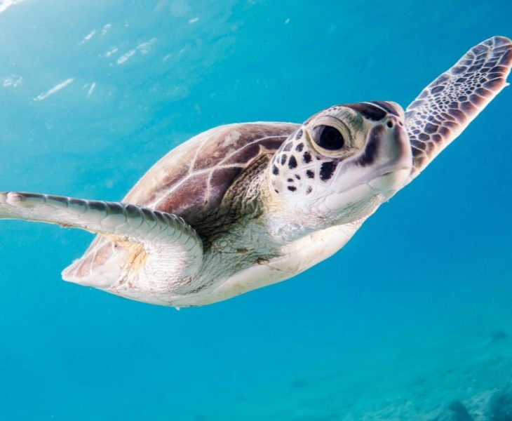 Delisea cuenta con una gama de perfumes veganos inspirados en el Mediterráneo.