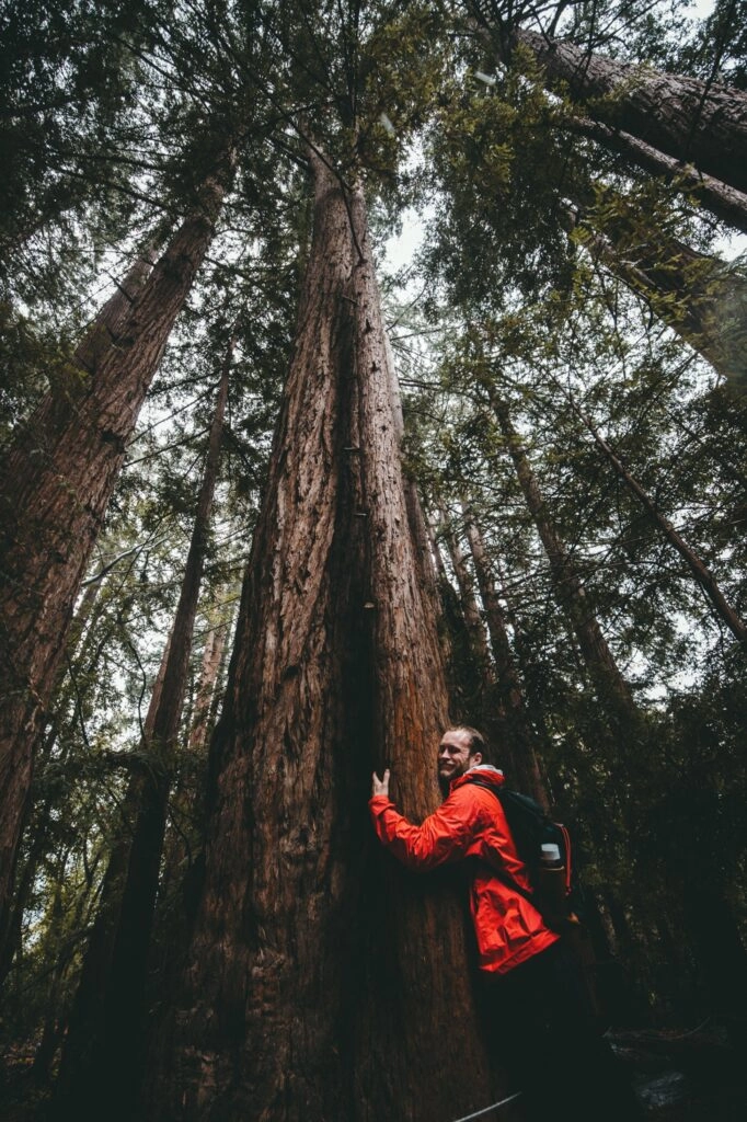 Abrazar árboles puede subir nuestro nivel vibracional
