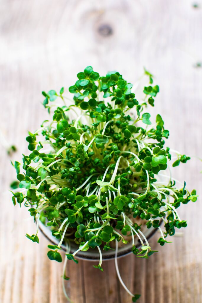 Beneficios de los germinados para la salud.