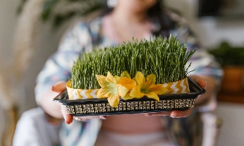 Beneficios de los germinados para la salud.