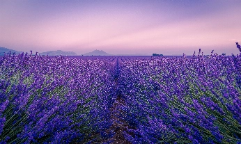 L'Occitane se reafirma en su proyecto de preservación de la lavanda provenzal.