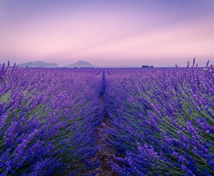 L'Occitane se reafirma en su proyecto de preservación de la lavanda provenzal.