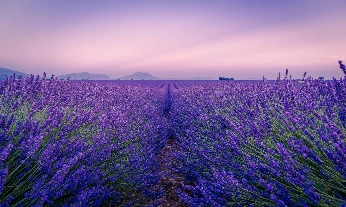 L'Occitane se reafirma en su proyecto de preservación de la lavanda provenzal.