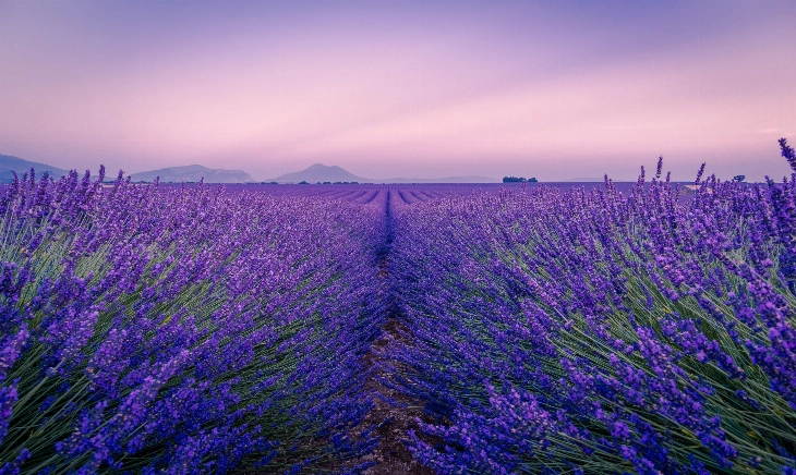 L'Occitane se reafirma en su proyecto de preservación de la lavanda provenzal.
