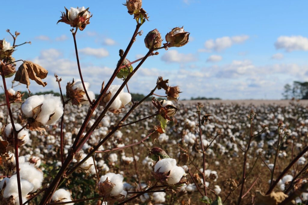 Los campos de algodón orgánico favorecen la moda circular