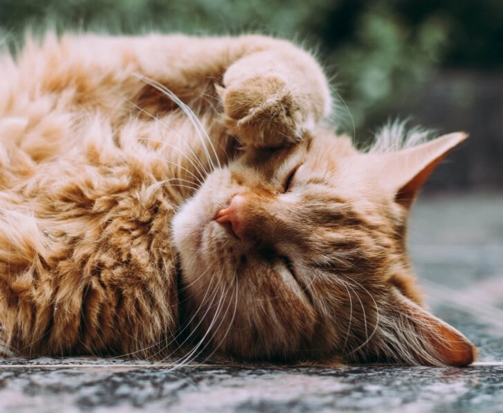 Tener gato beneficia la salud mental