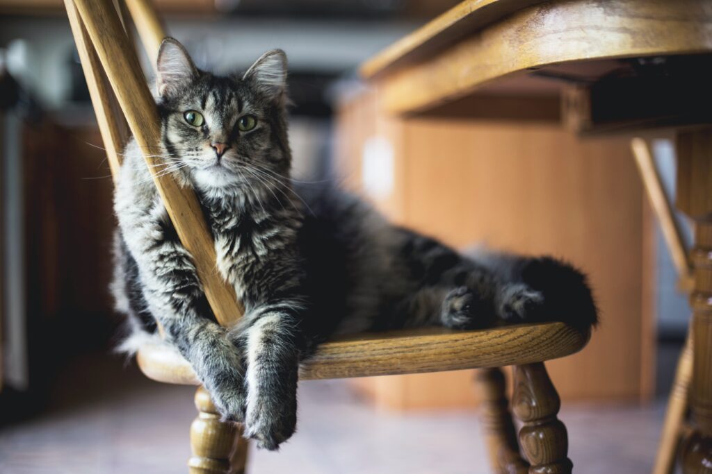 Tener gato reduce el riesgo de sufrir un infarto