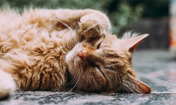Tener gato beneficia la salud mental