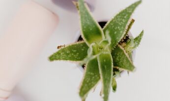 el zumo de aloe vera en tiktok