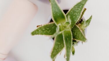 aloe-vera-tiktok-mitos el zumo de aloe vera en tiktok