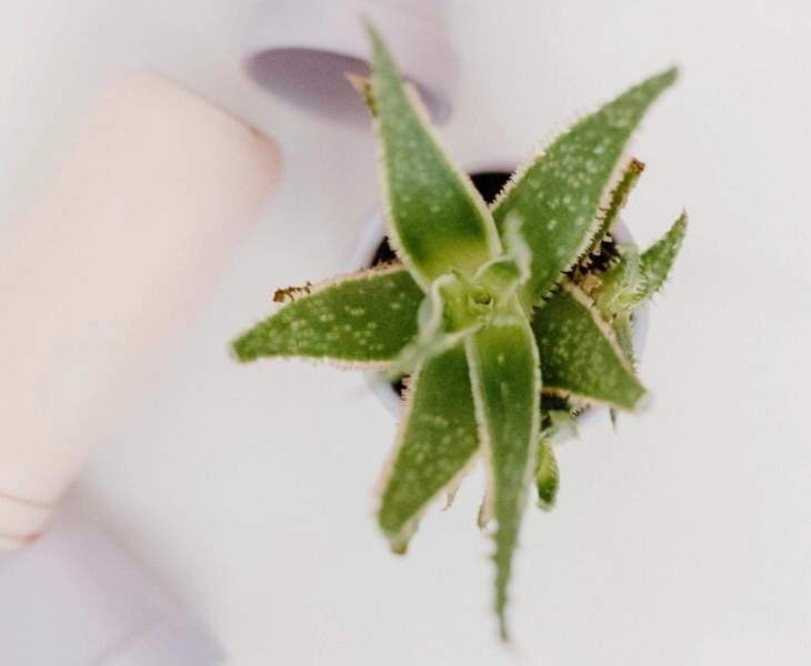el zumo de aloe vera en tiktok