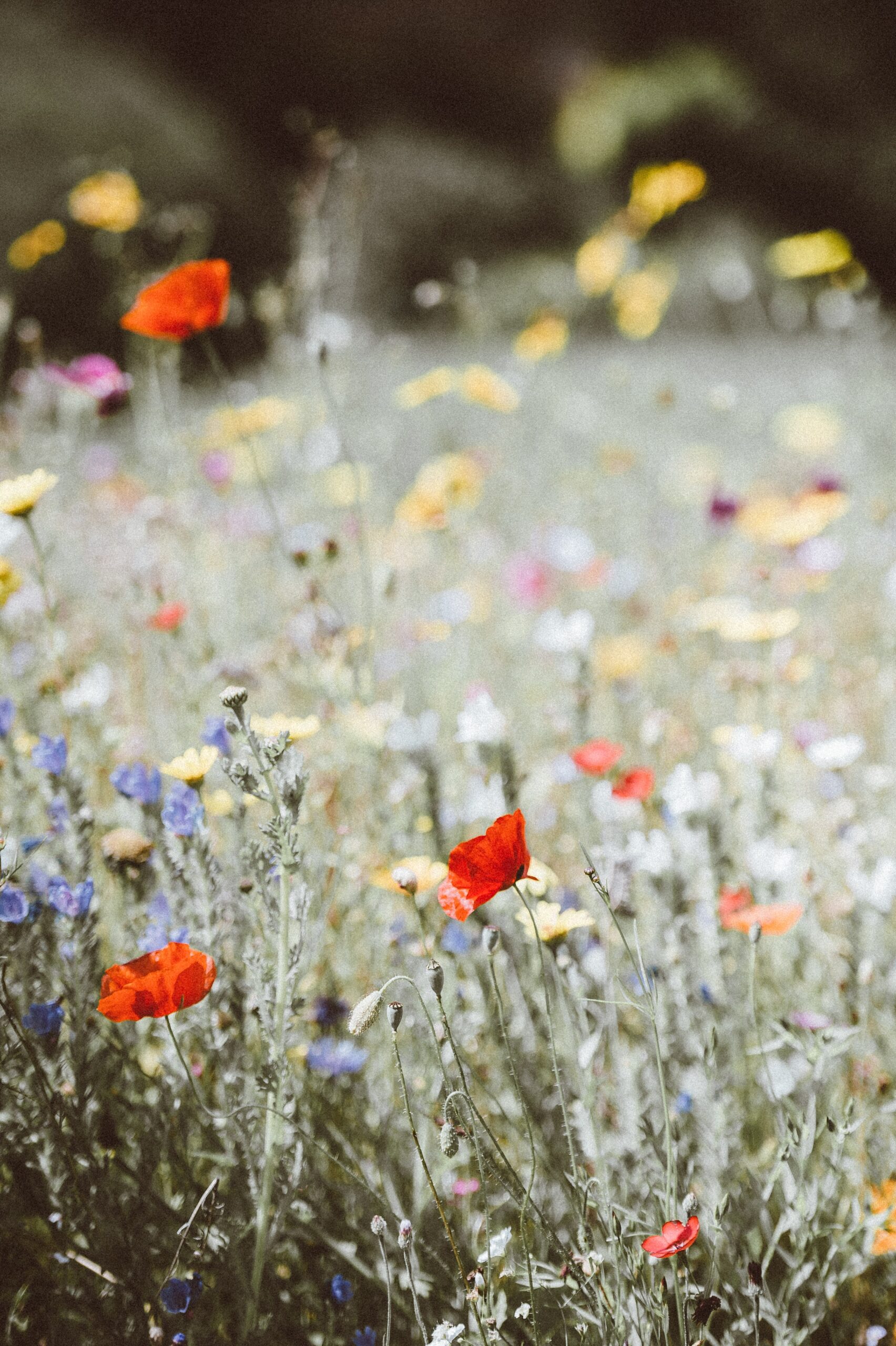 comer flores