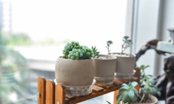plantas de interior