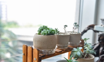 plantas de interior