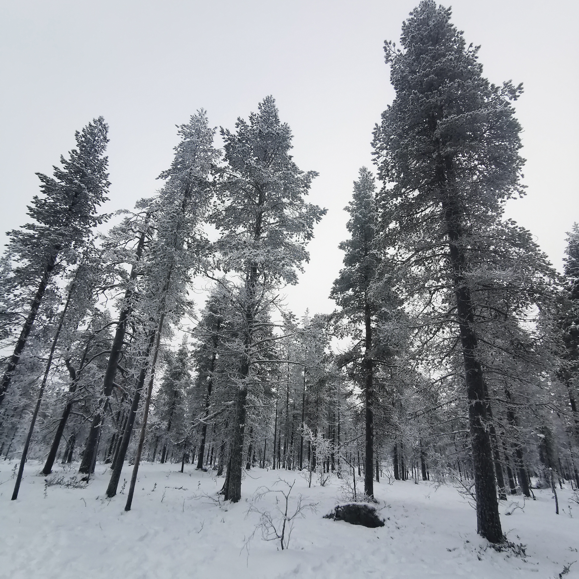 banos-bosque