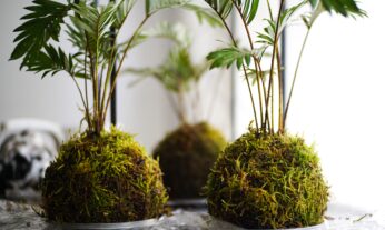 kokedama-beneficios