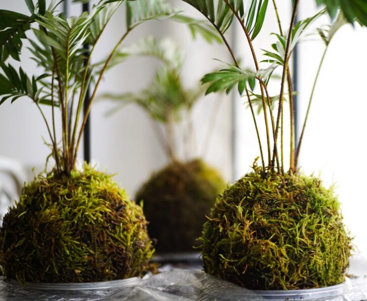 kokedama-beneficios