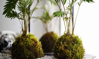 kokedama-beneficios