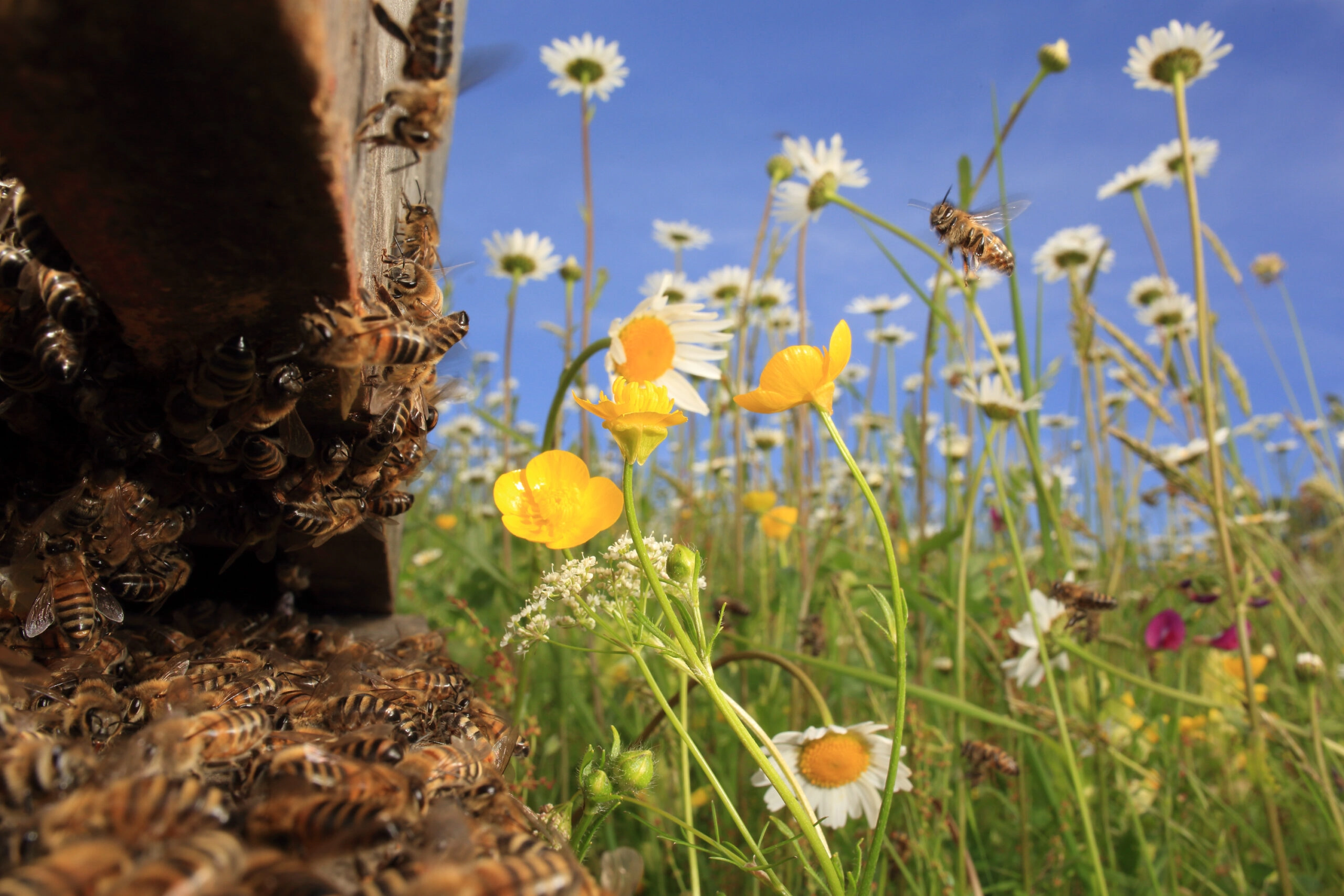 abejas recolectando polen
