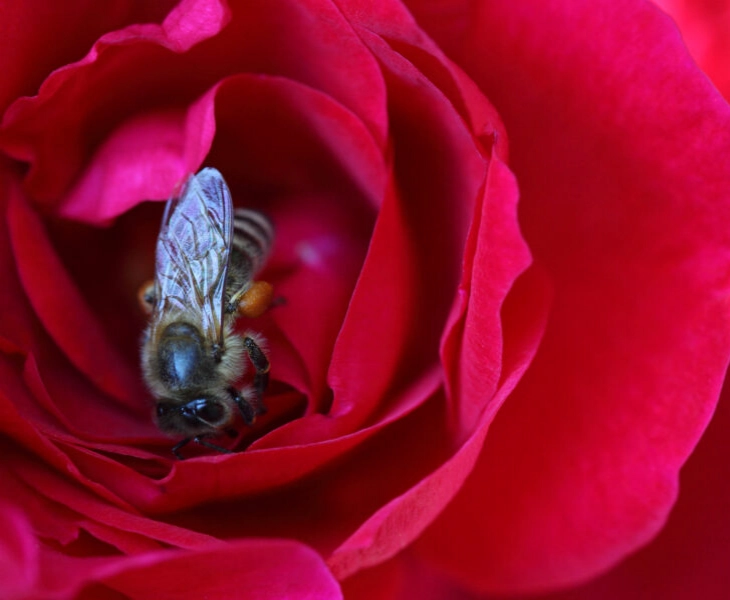 dia-mundial-abeja