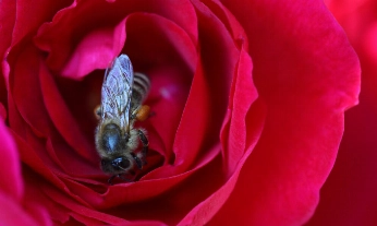 dia-mundial-abeja