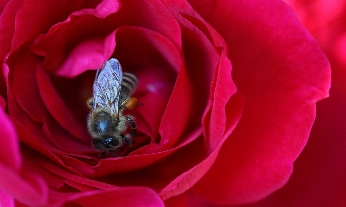 dia-mundial-abeja