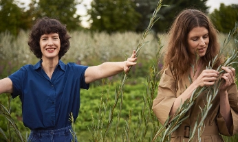 Dos mujeres, de mediana edad, recogiendo genciana azul, una planta que activa la síntesis de colágeno.